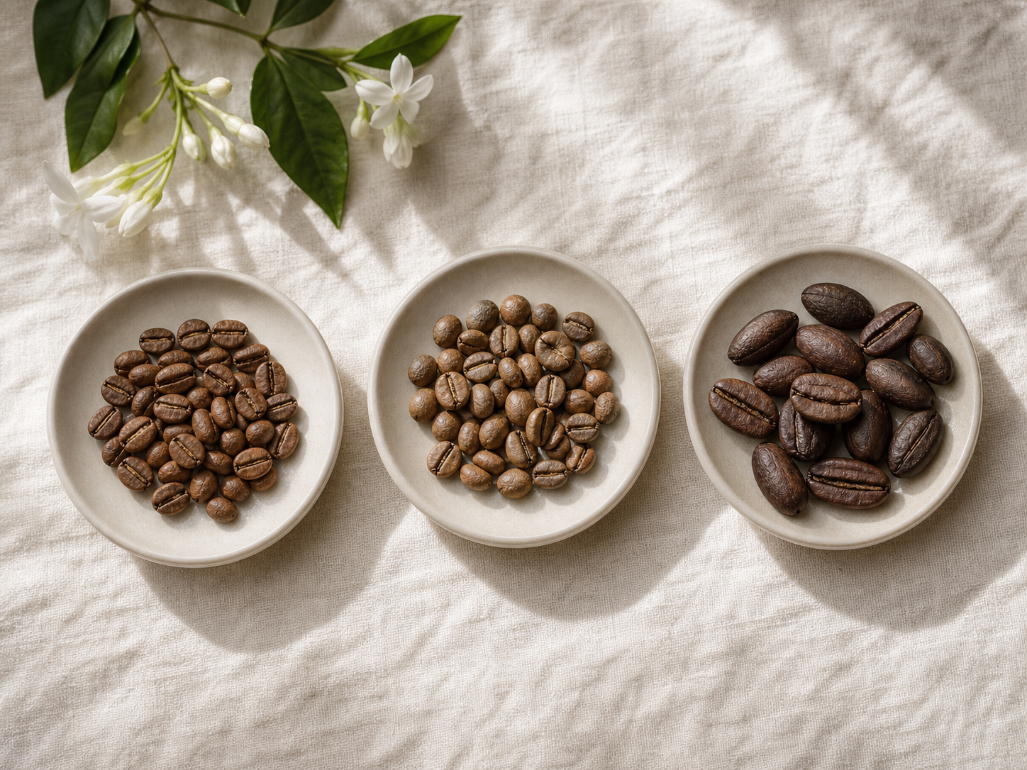 Arabica, Robusta and Liberica coffee species guide
