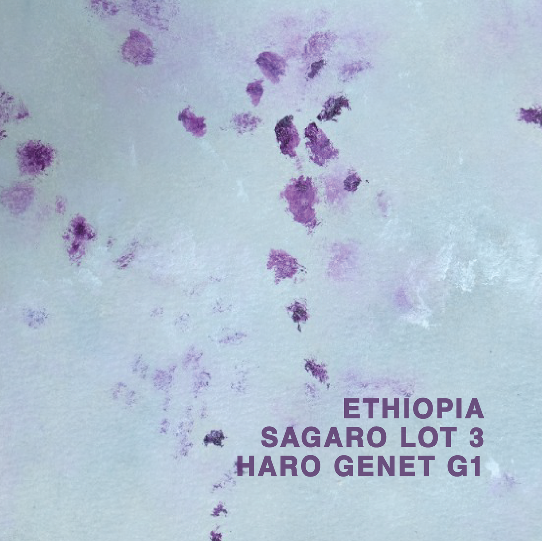 Ethiopia Sagara Haro Genet Lot 3