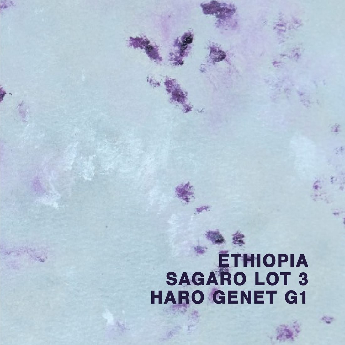 Ethiopia Sagara Haro Genet Lot 3