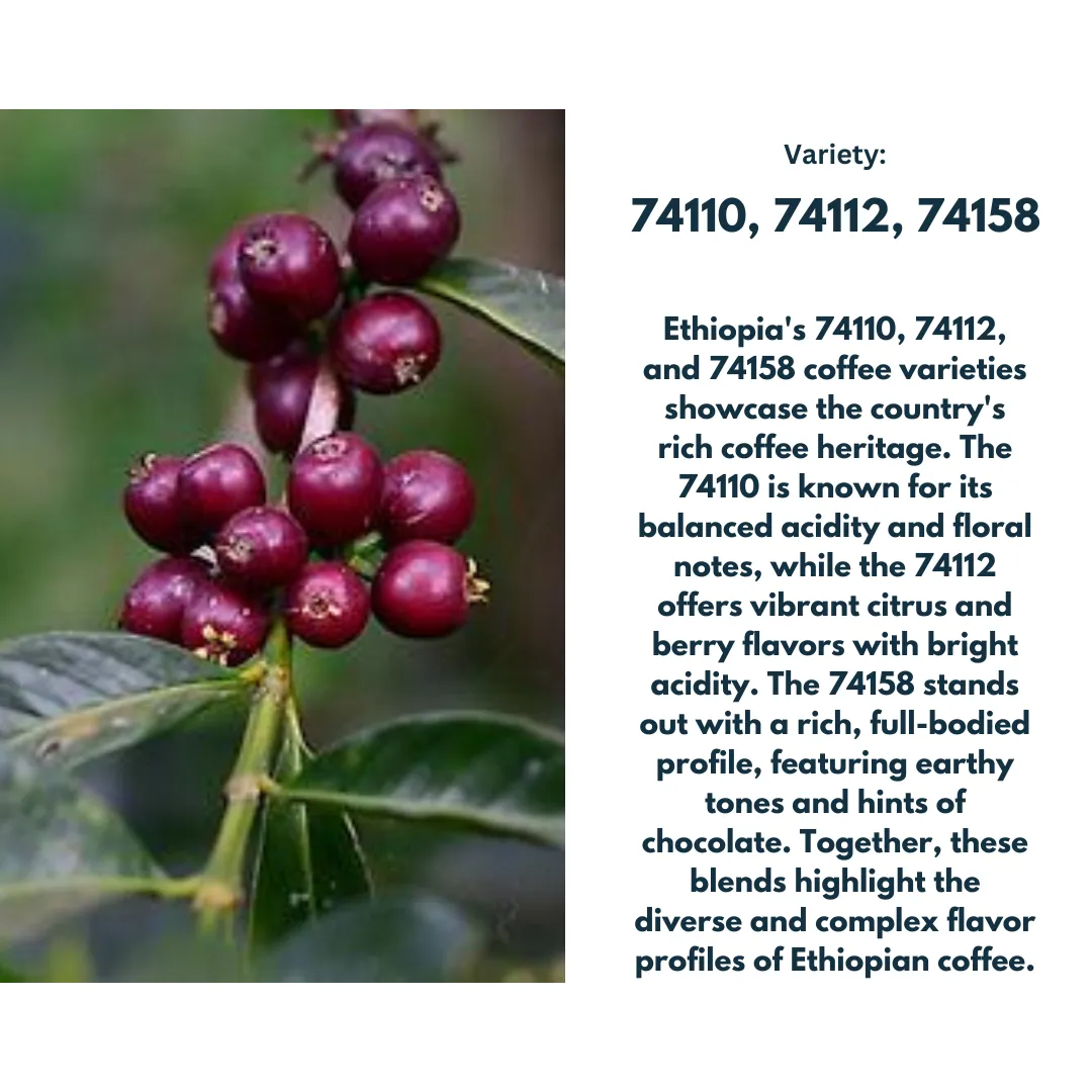 Ethiopia Nensenbo Mewa