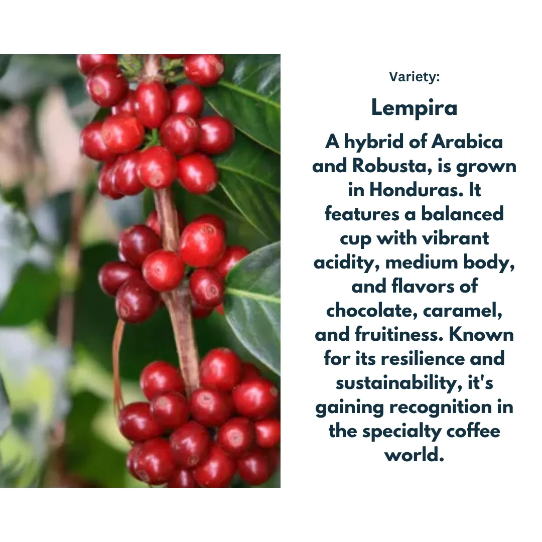 Honduras Cabanas La Paz Proyecto - Washed