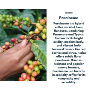 Honduras Las Floras Las Vegas Santa Barbara Ovidio Gomez - Natural