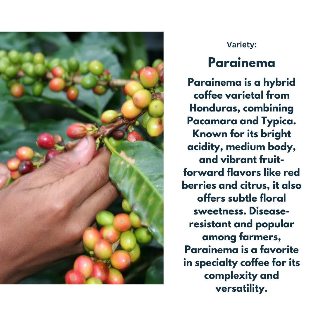 Honduras Las Floras Las Vegas Santa Barbara Ovidio Gomez - Natural