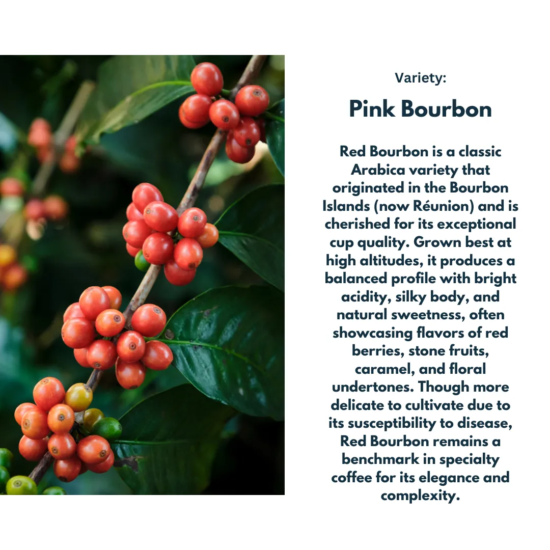 Colombia Granja El Paraiso 92 Yeast Anaerobic