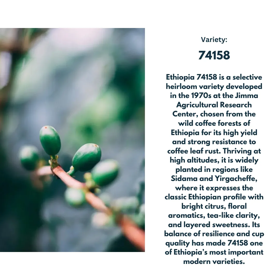 Ethiopia Alo Sidama Bensa Natural 102Hrs