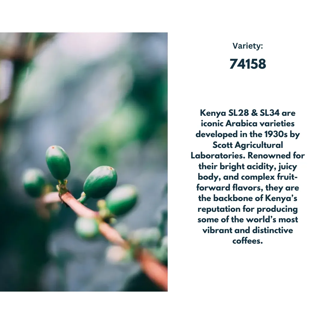 Kenya Kiambu AA FAQ Washed