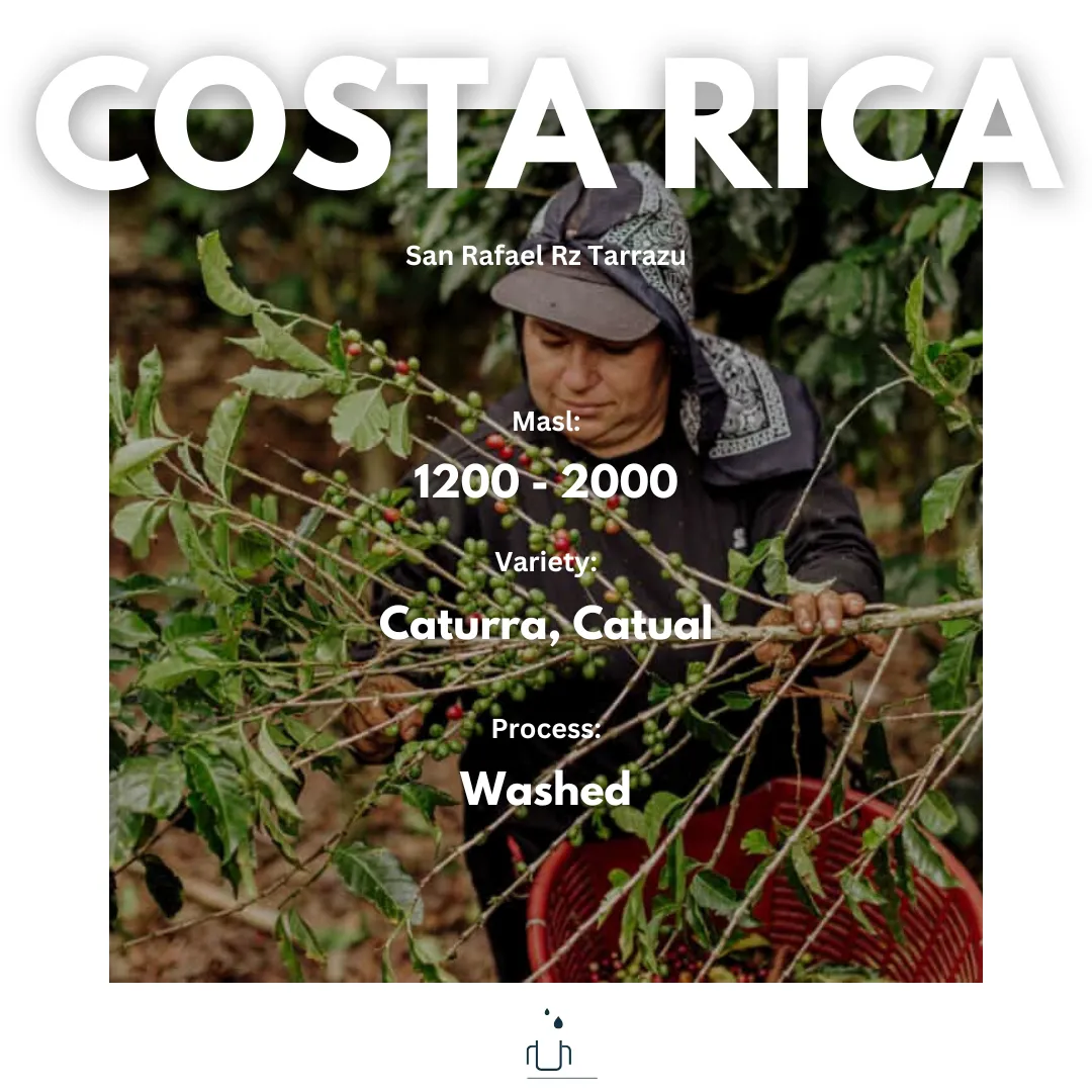 Costa Rica San Rafael Rz Tarrazu - Washed