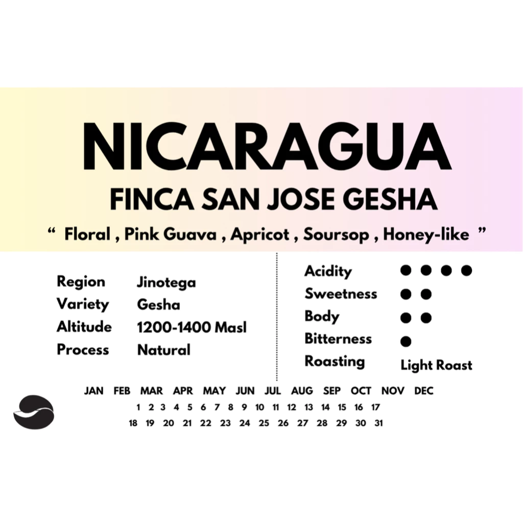 Nicaragua San Jose Gesha